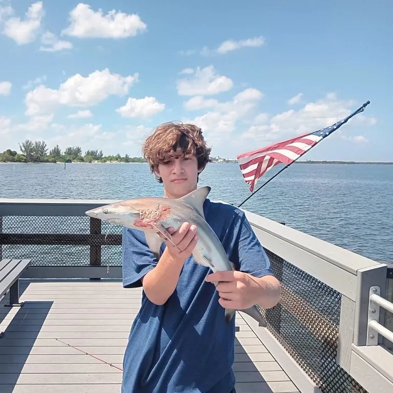 The most recent Silvertip shark catches on Fishbrain