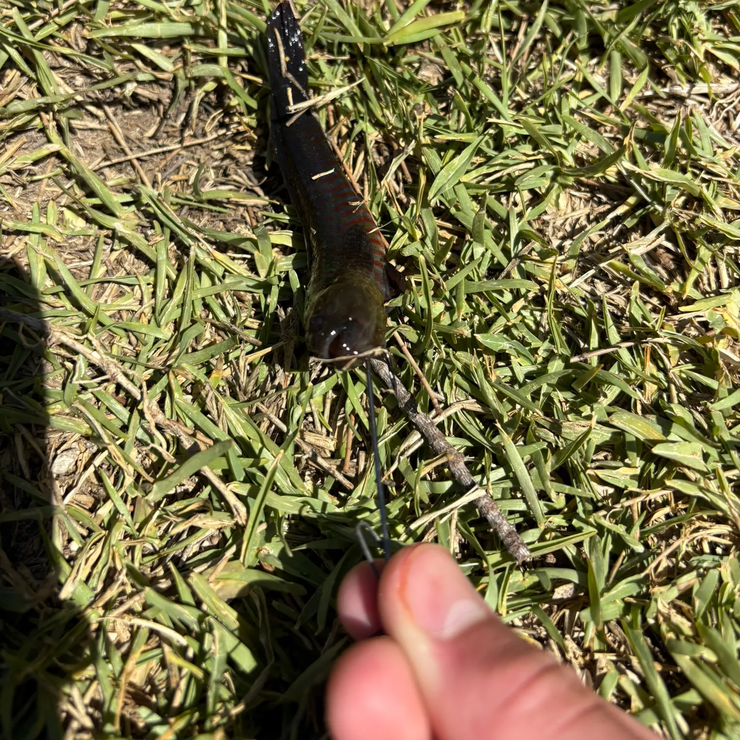 The most recent Pug-headed mudskipper catches on Fishbrain