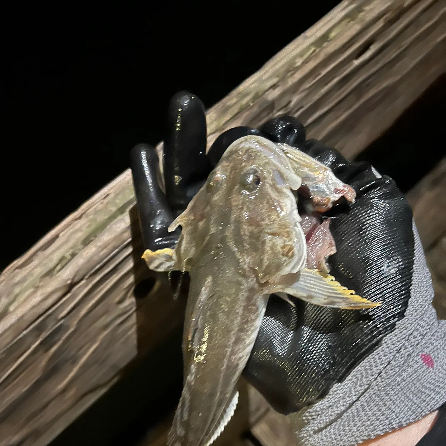 The most recent Pacific staghorn sculpin catches on Fishbrain