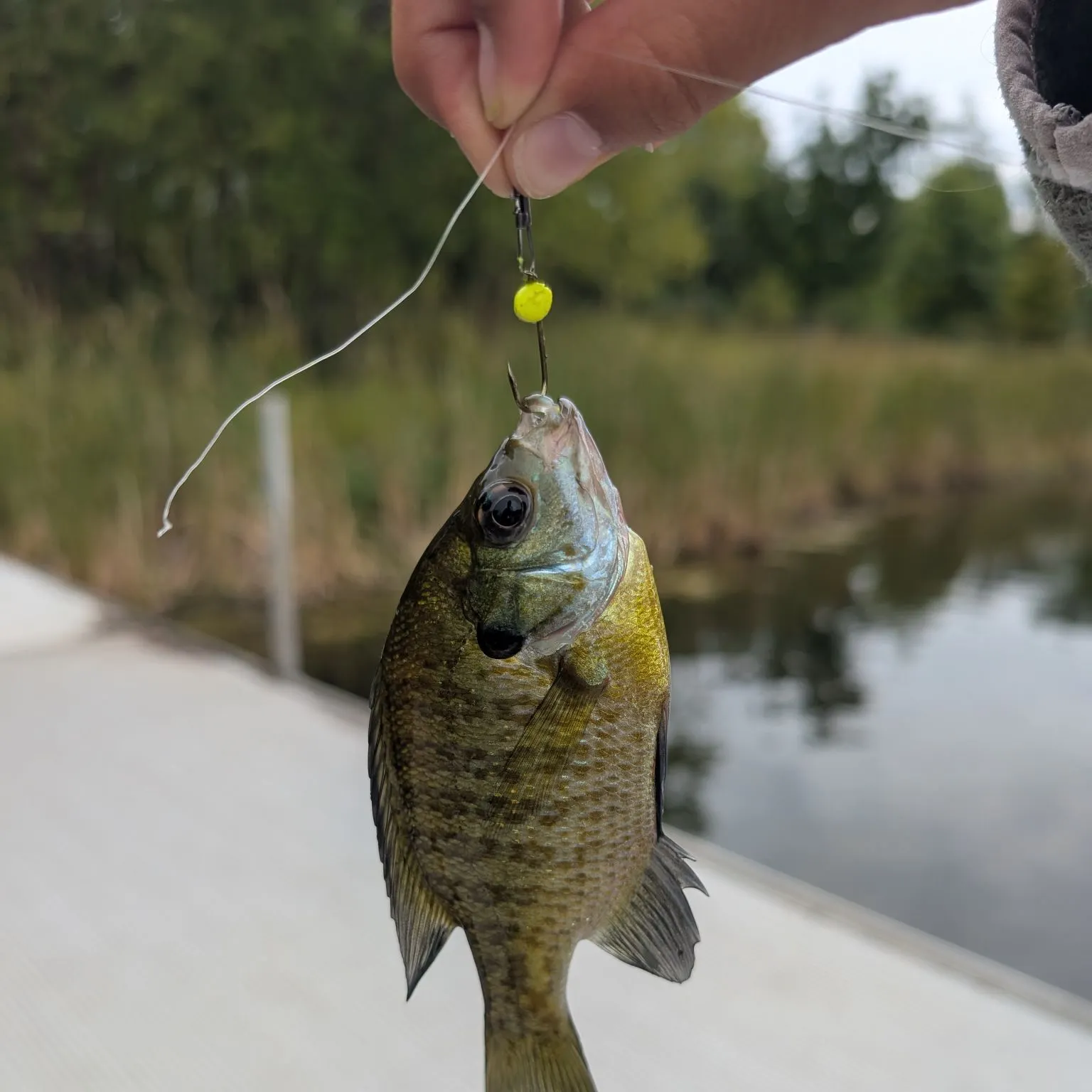Bluegill caught on Fishbrain