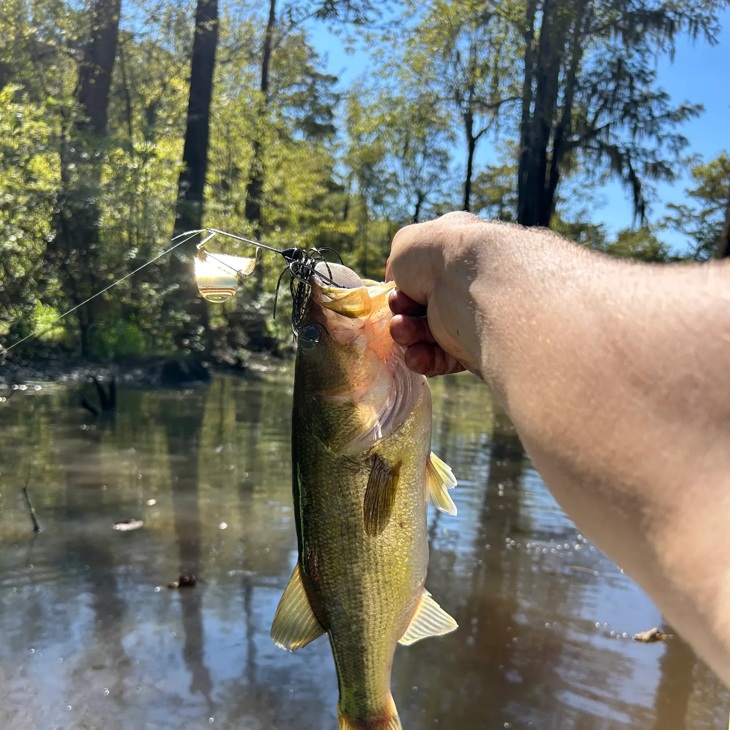 Largemouth bass caught on Fishbrain