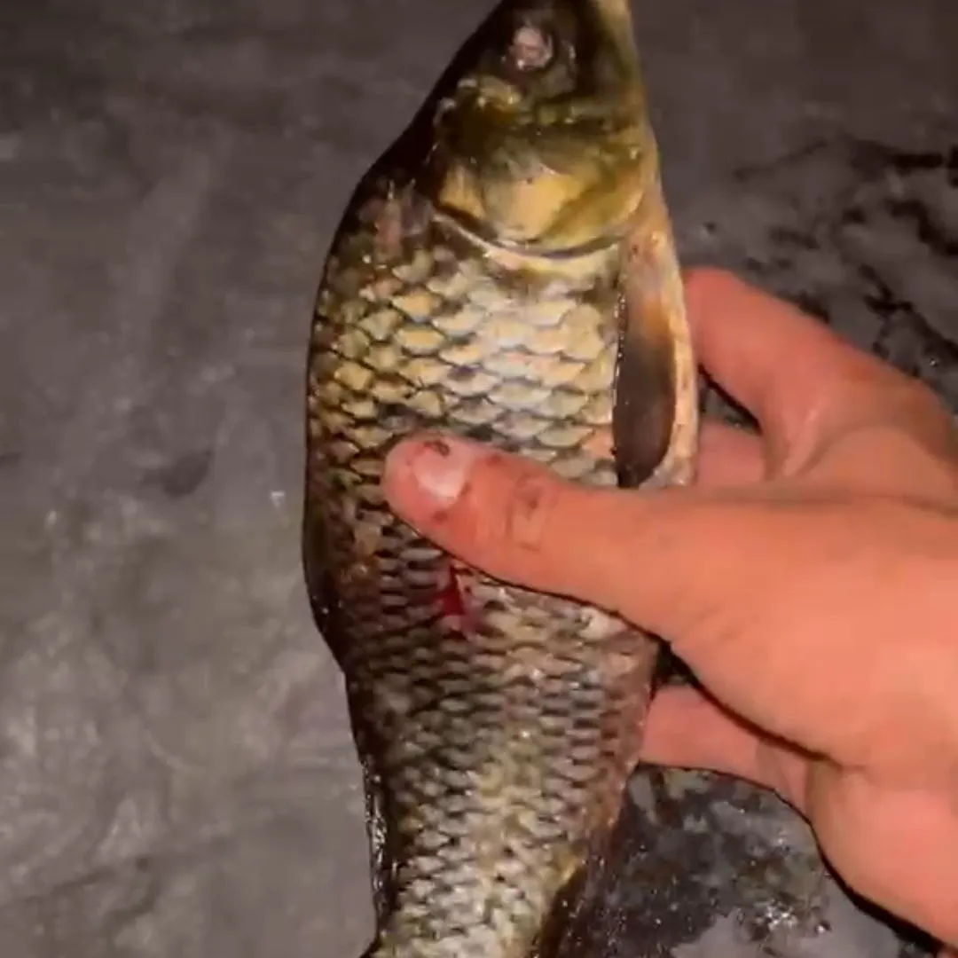 Common carp caught on Fishbrain