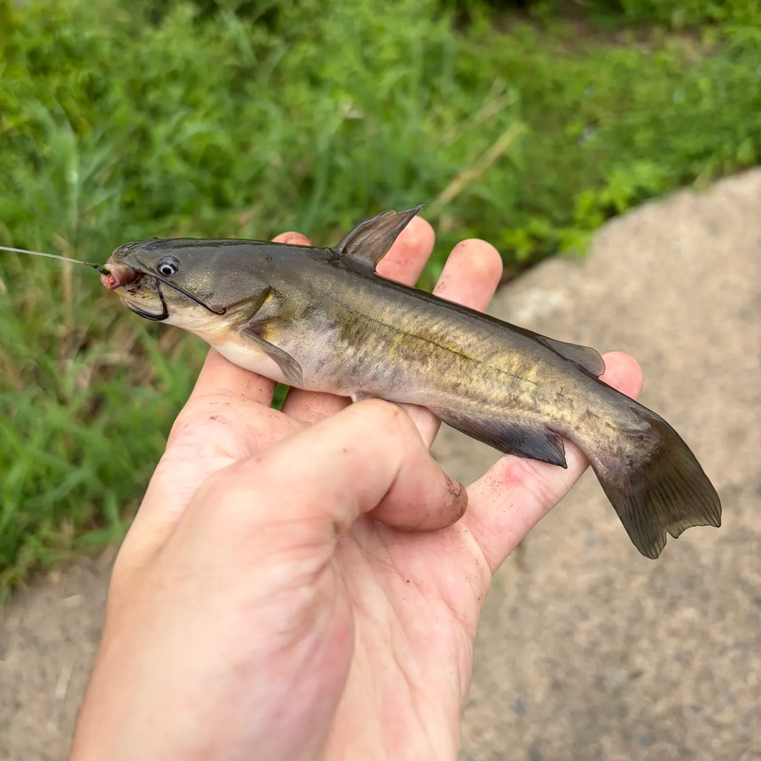 Brown bullhead caught on Fishbrain