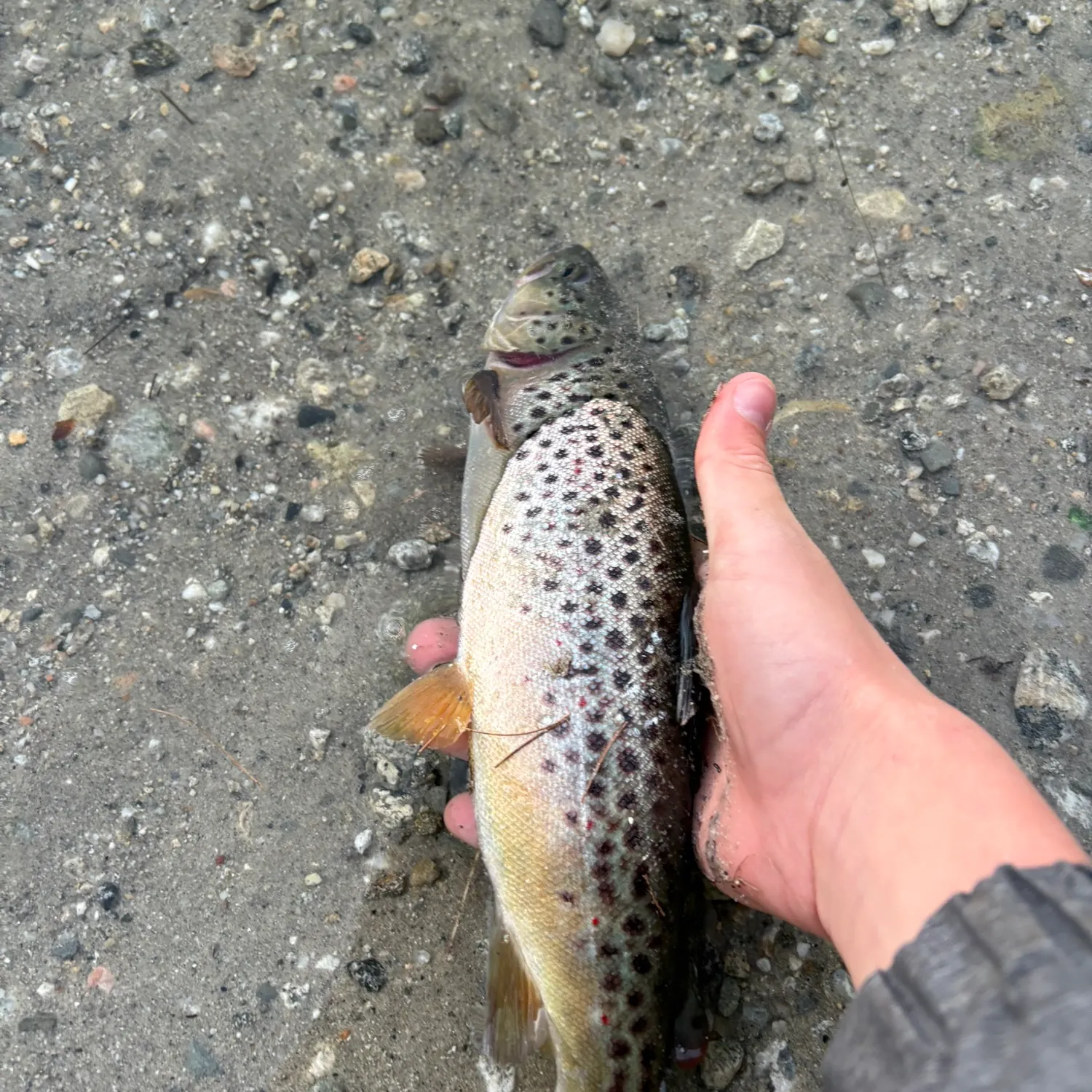 Brown trout caught on Fishbrain