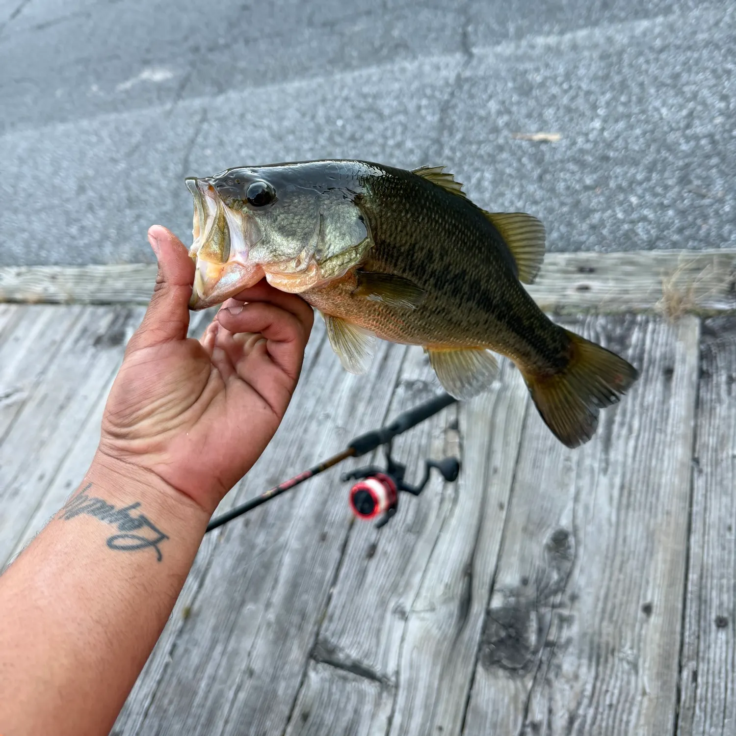 Largemouth bass caught on Fishbrain