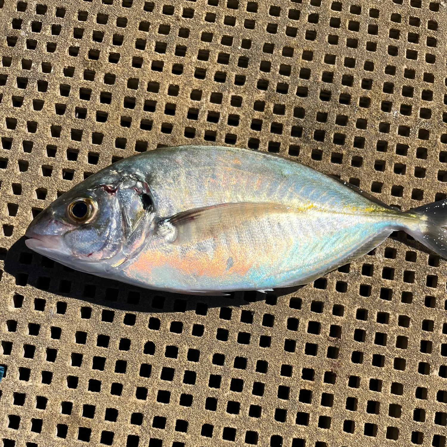 The most recent Silver trevally catches on Fishbrain