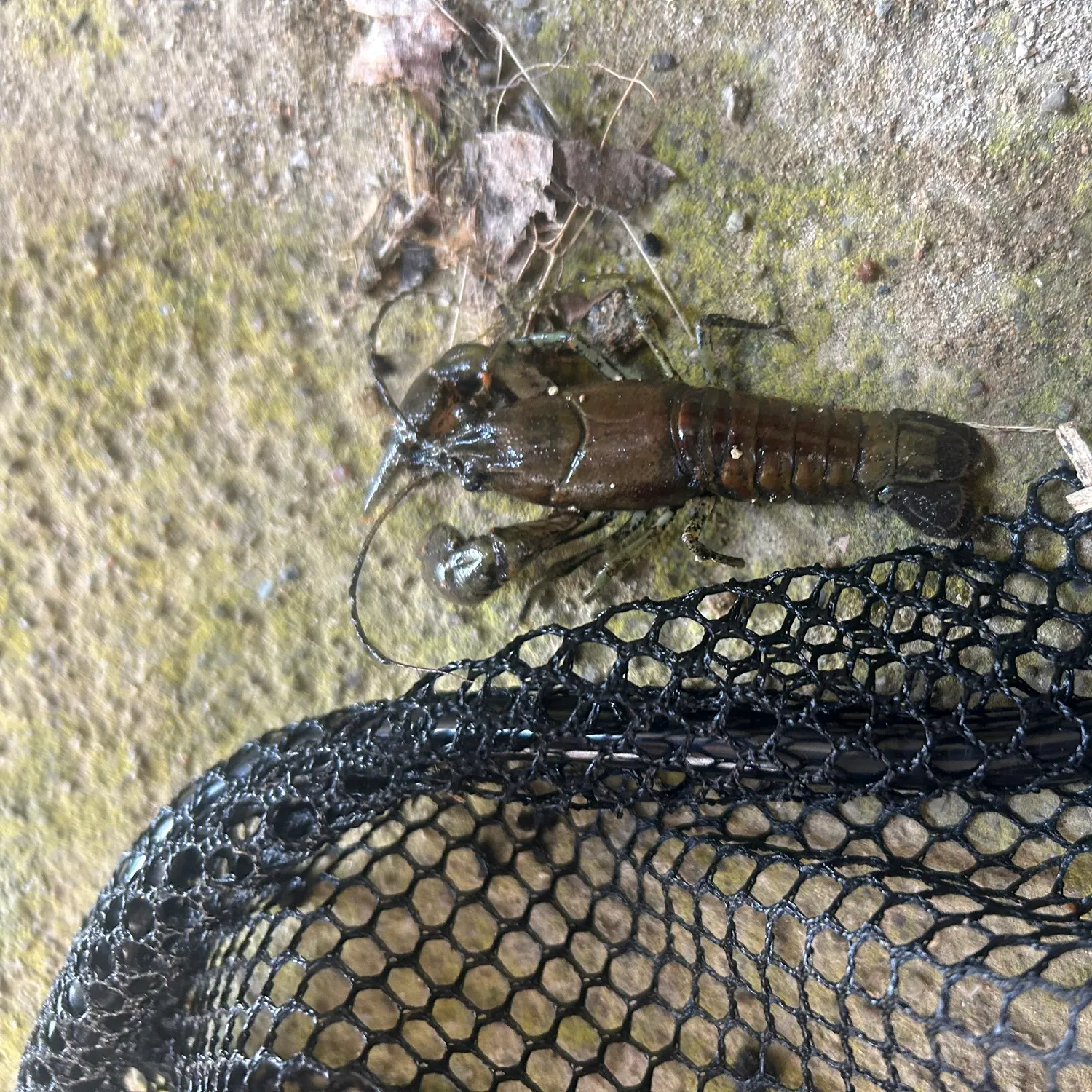 The most recent Rusty crayfish catches on Fishbrain
