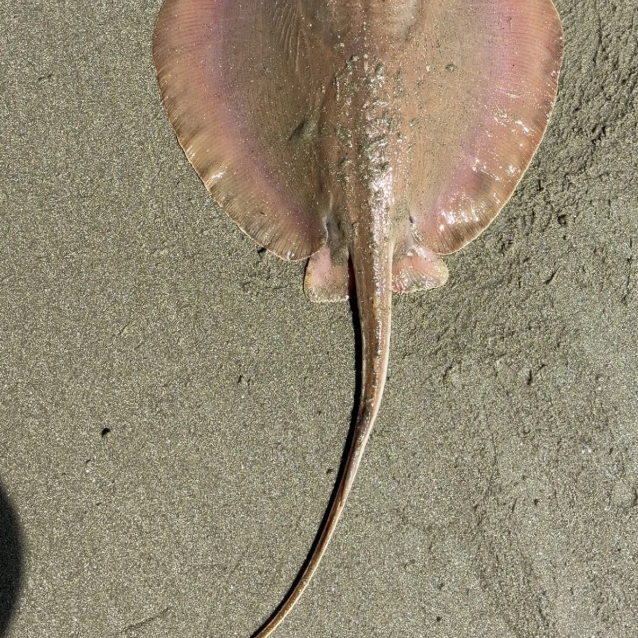 Atlantic stingray caught on Fishbrain