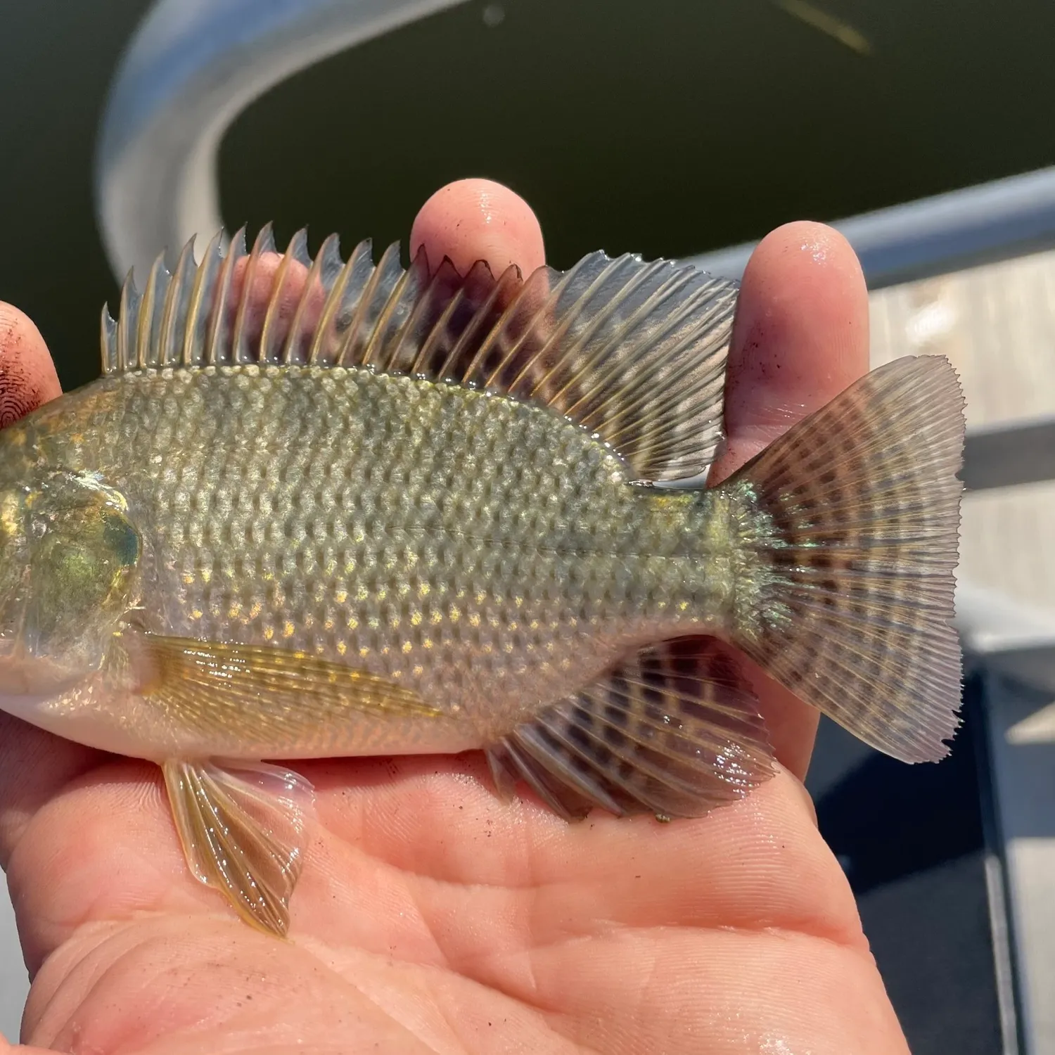 Nile tilapia caught on Fishbrain
