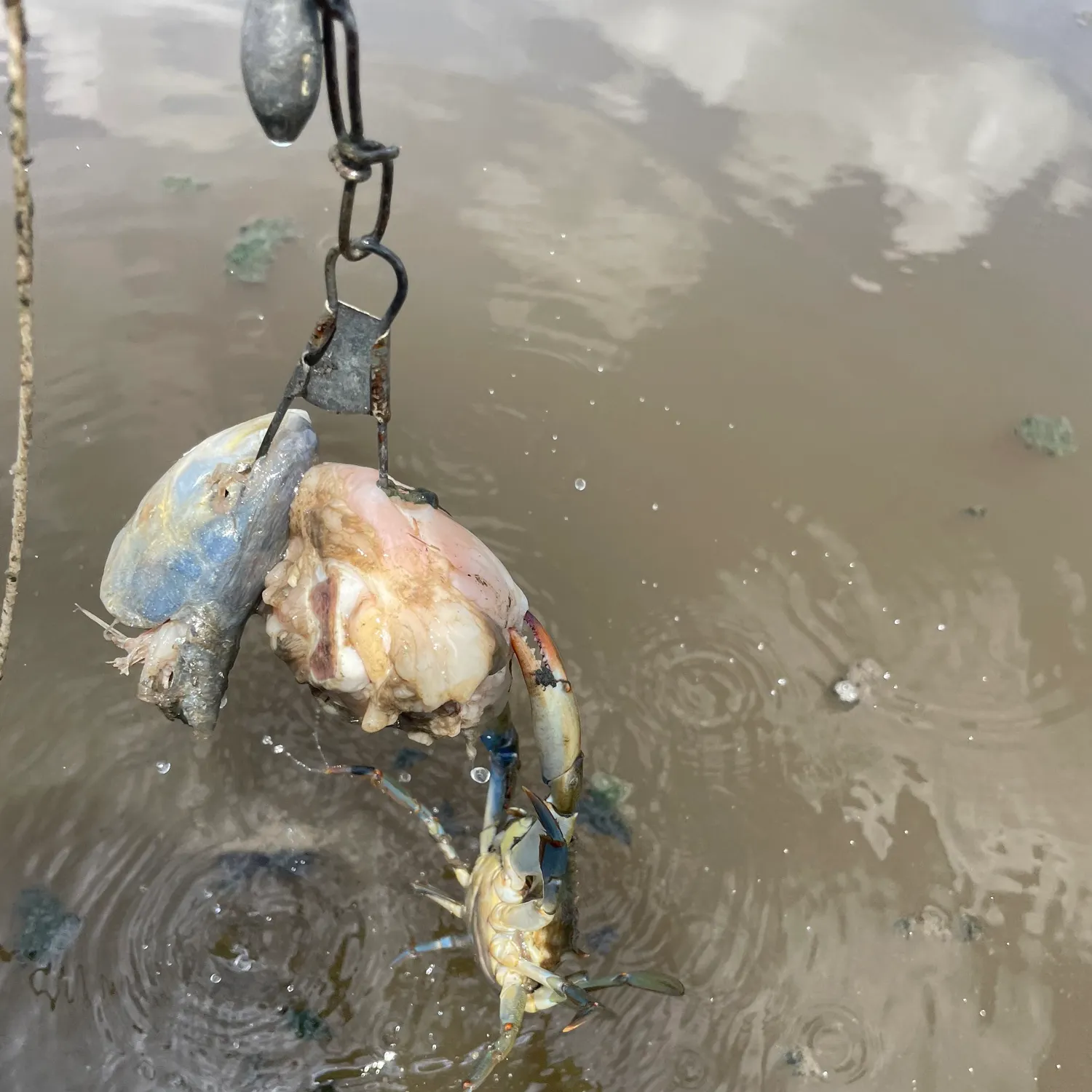 Blue crab caught on Fishbrain