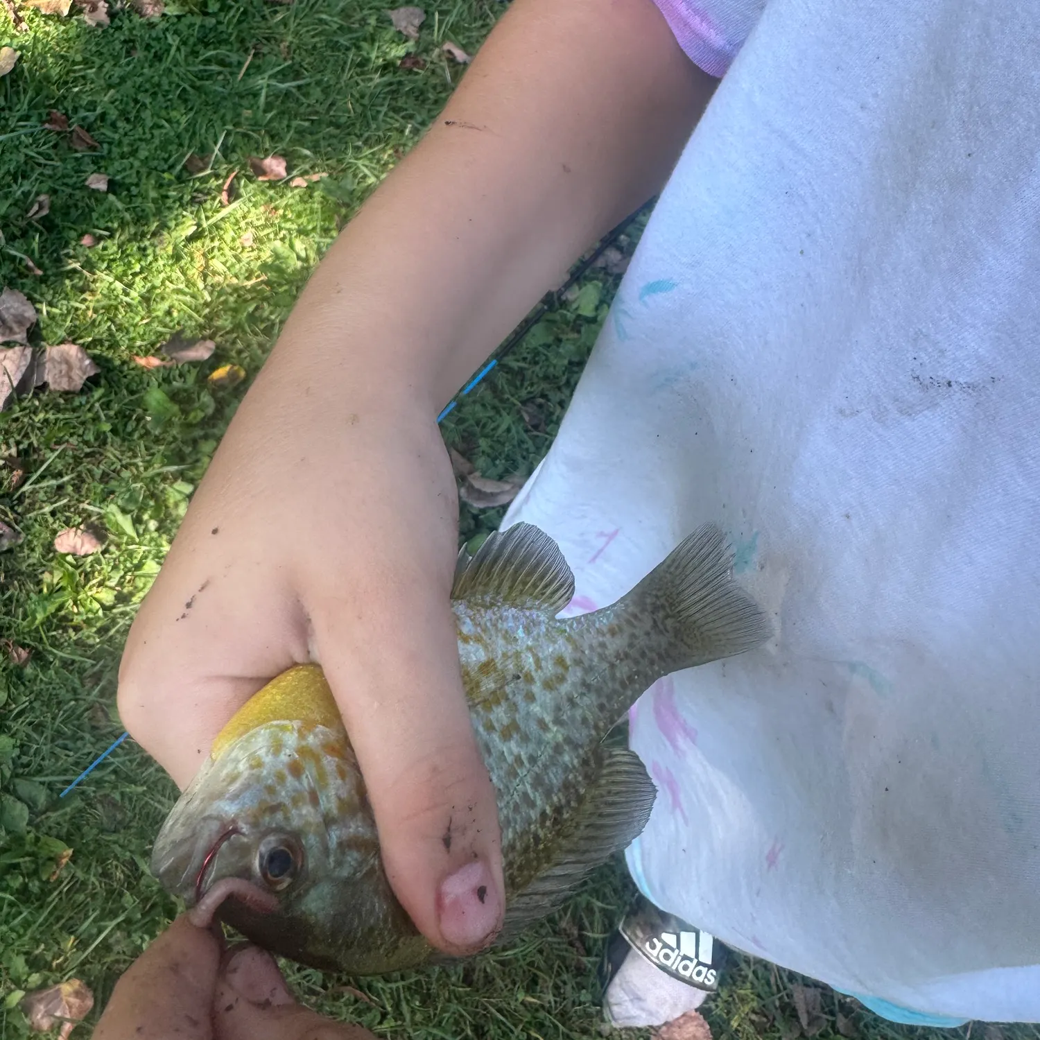 Pumpkinseed caught on Fishbrain