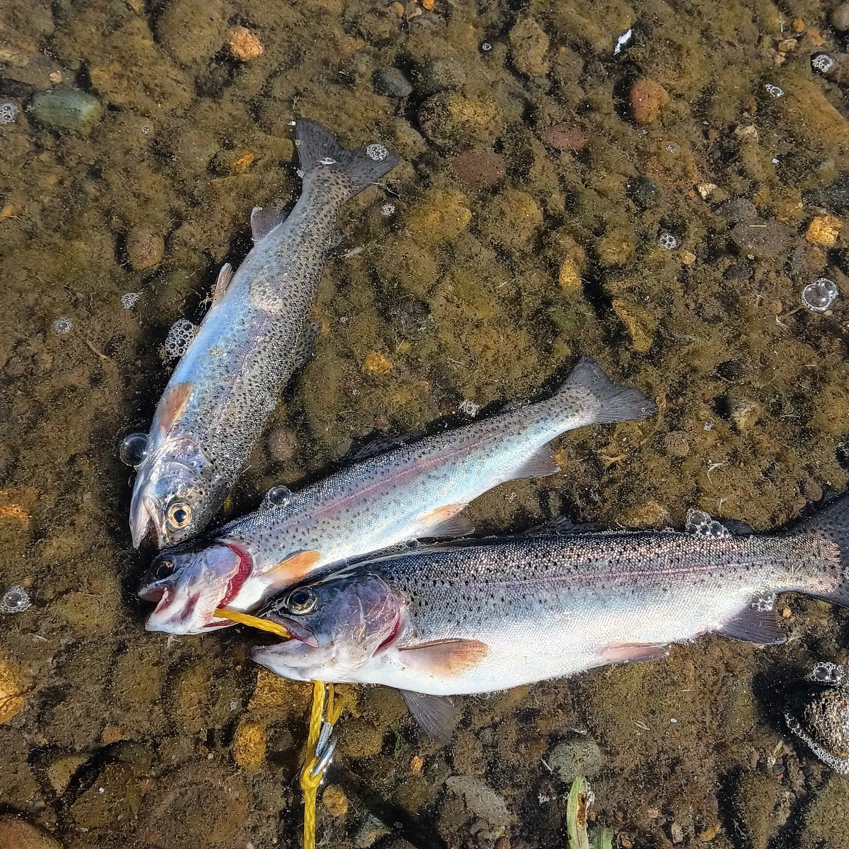 Rainbow trout caught on Fishbrain