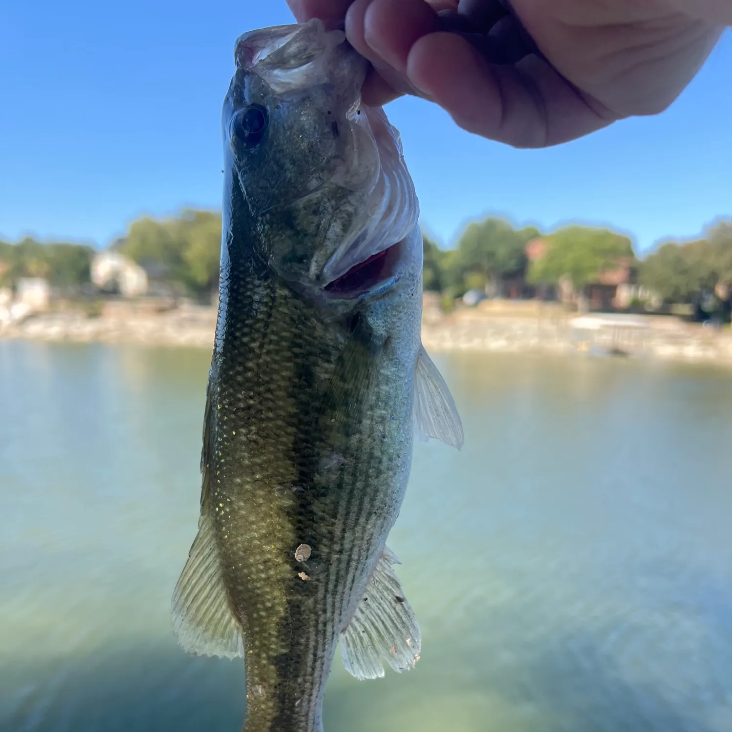 Spotted bass caught on Fishbrain