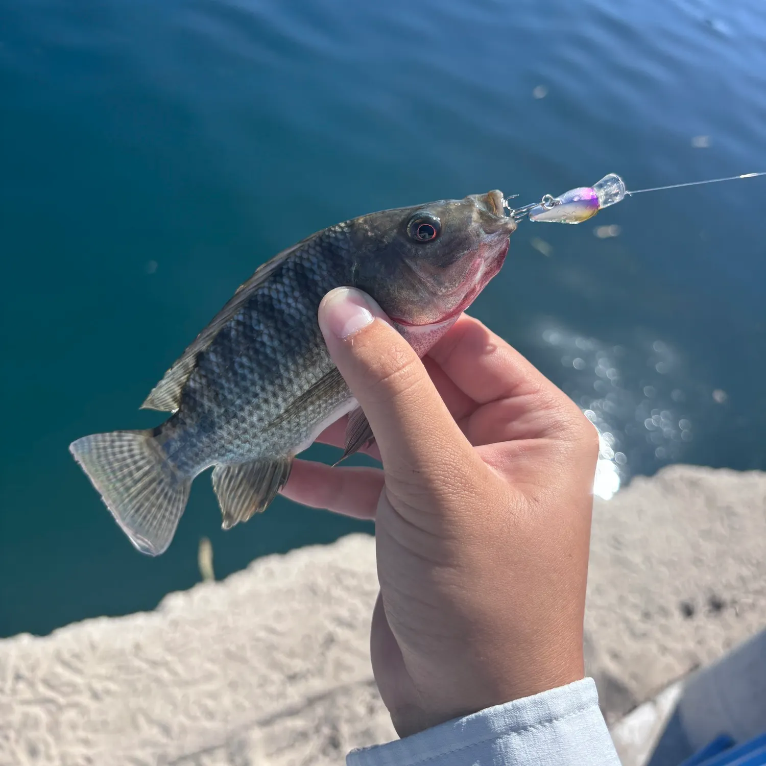 Blue tilapia caught on Fishbrain