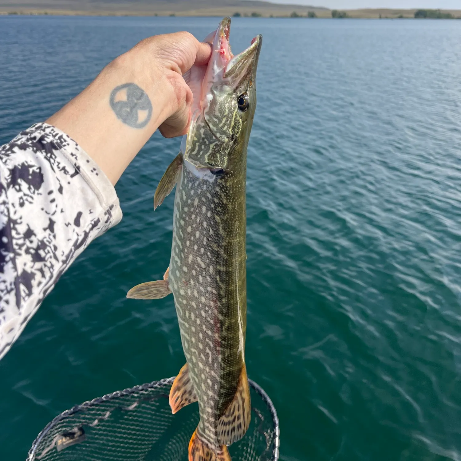 Northern pike caught on Fishbrain