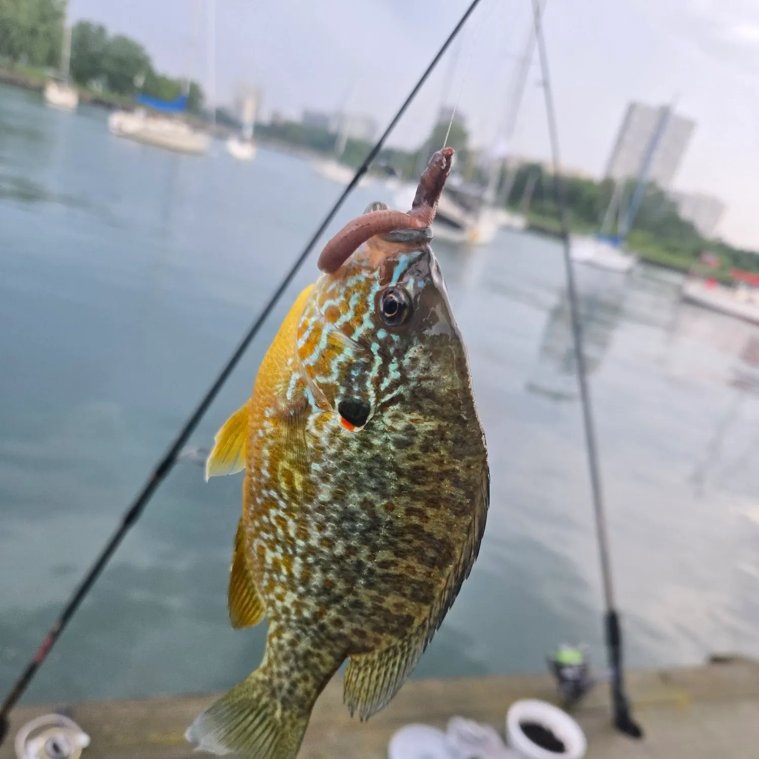 catch