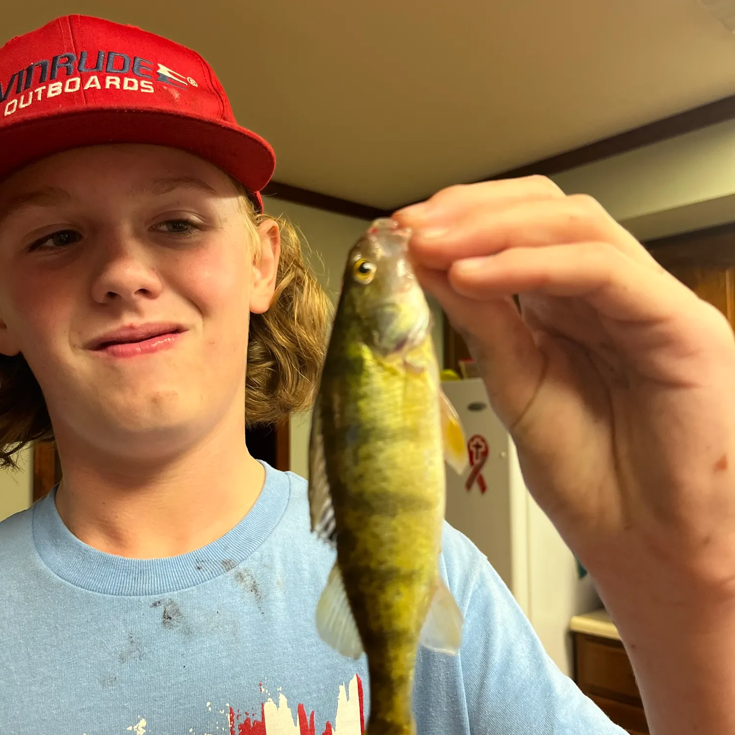 Yellow perch caught on Fishbrain
