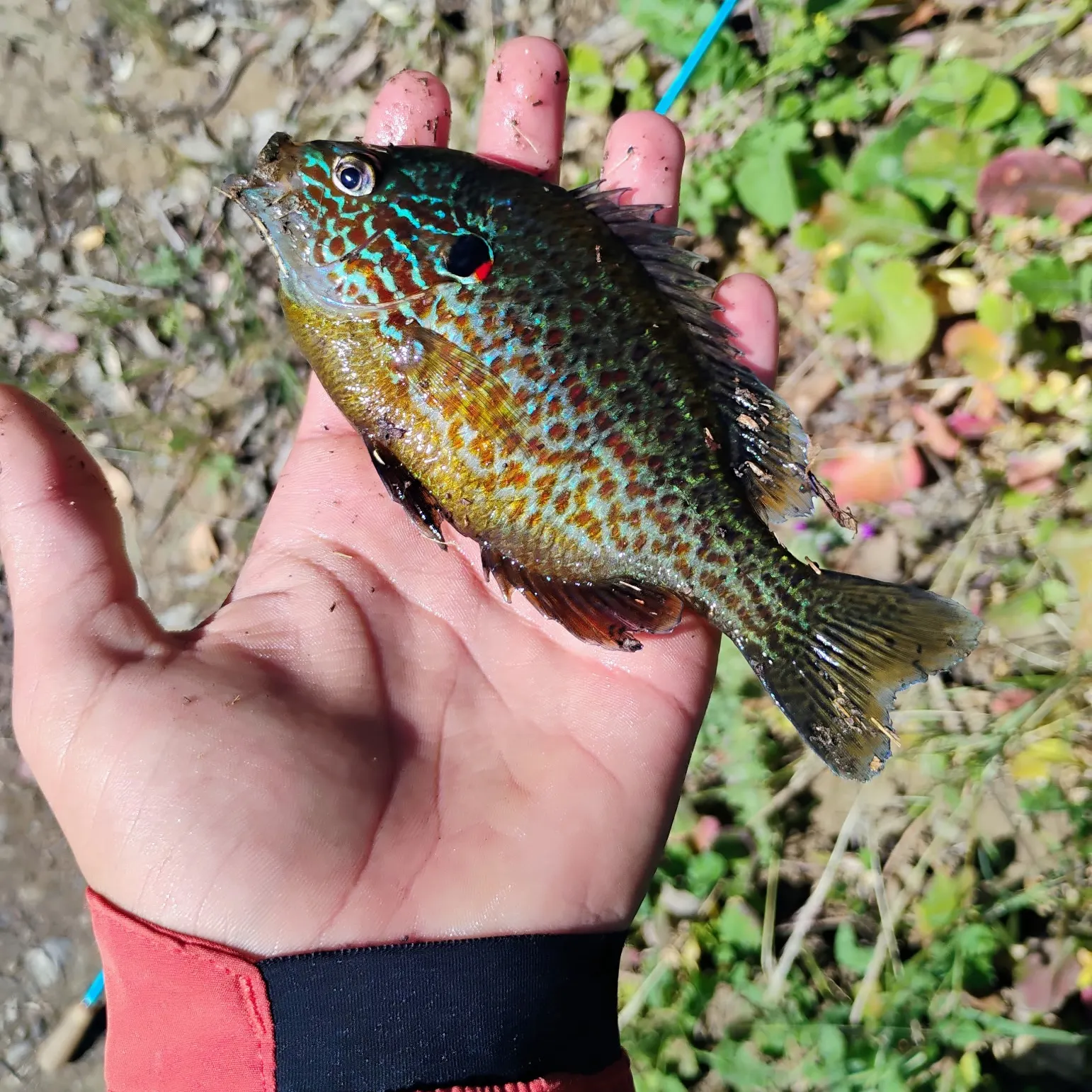 The most recent Pumpkinseed catches on Fishbrain