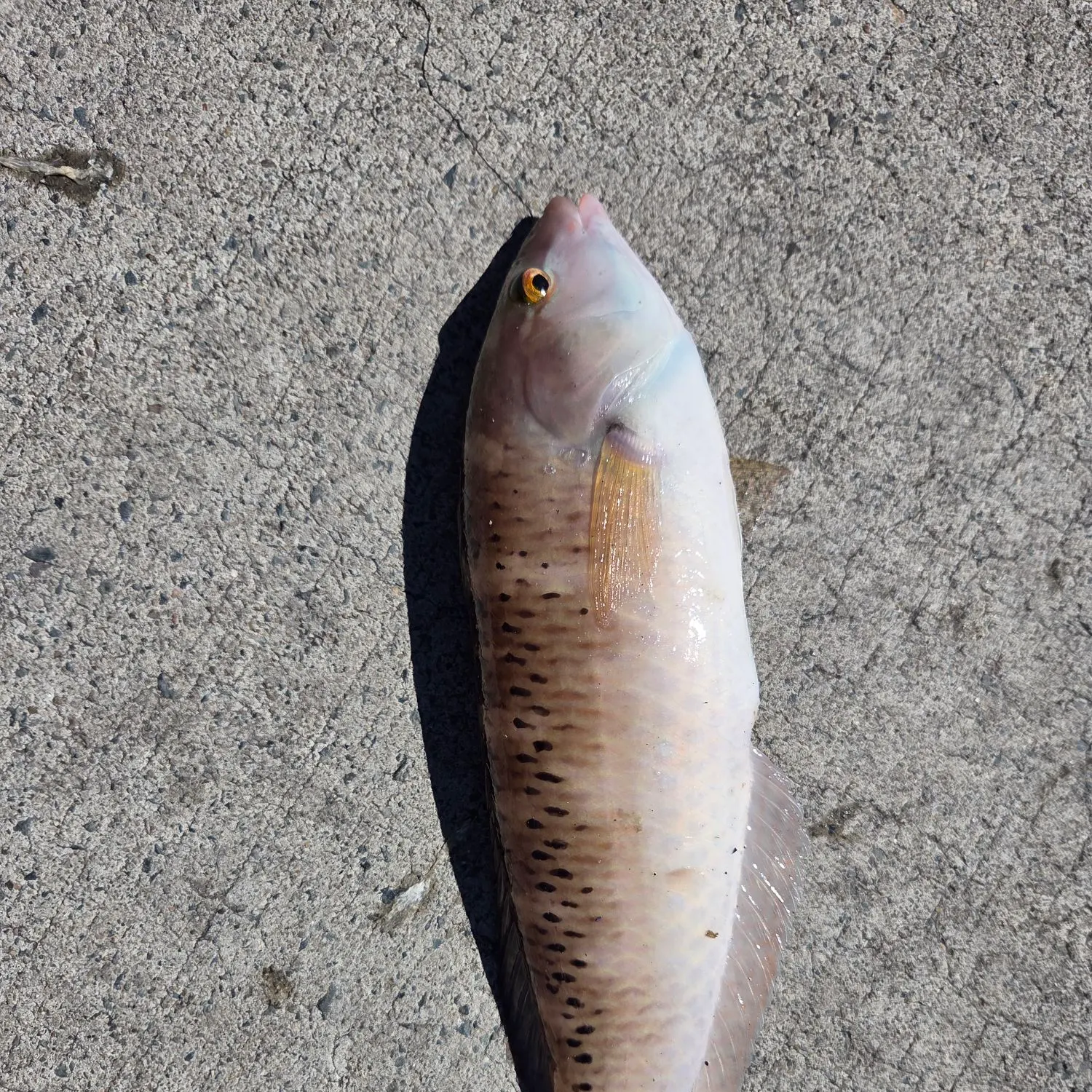 Rock wrasse caught on Fishbrain
