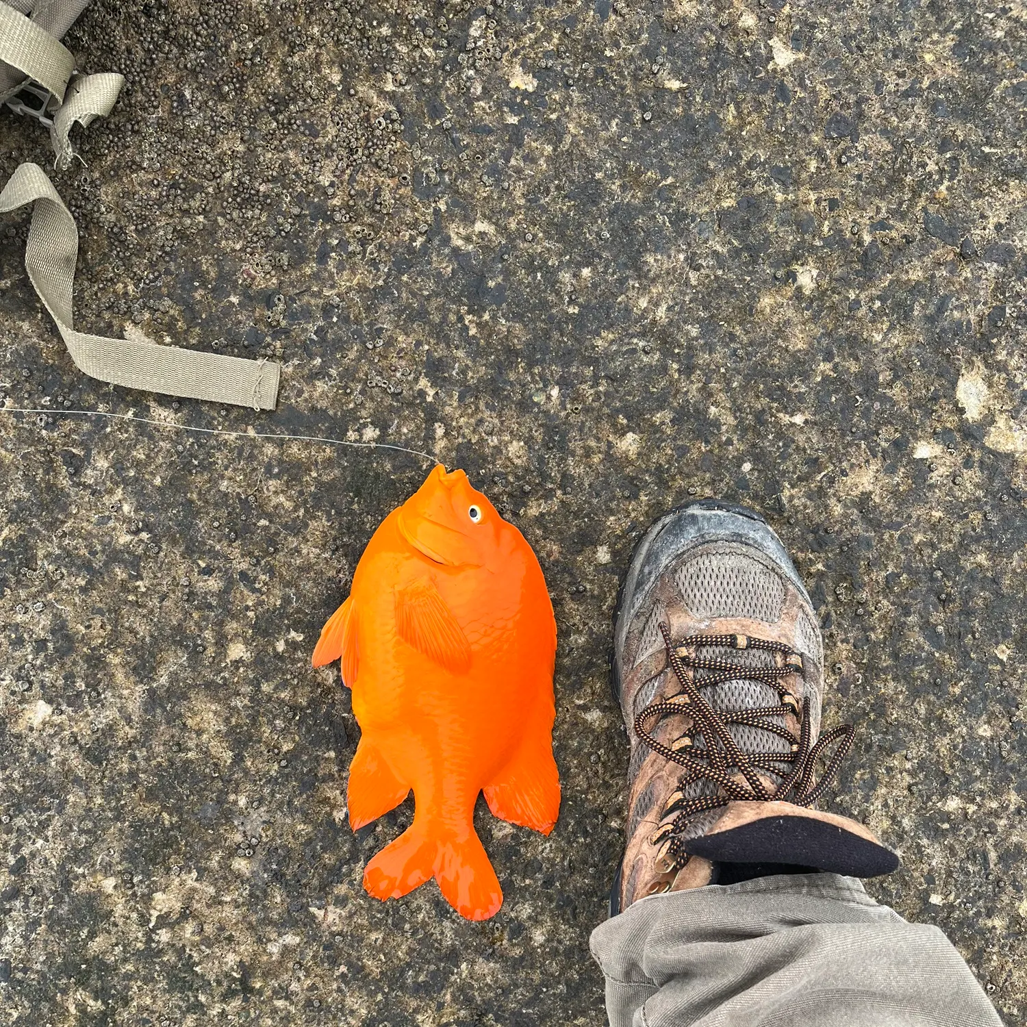 The most recent Garibaldi damselfish catches on Fishbrain