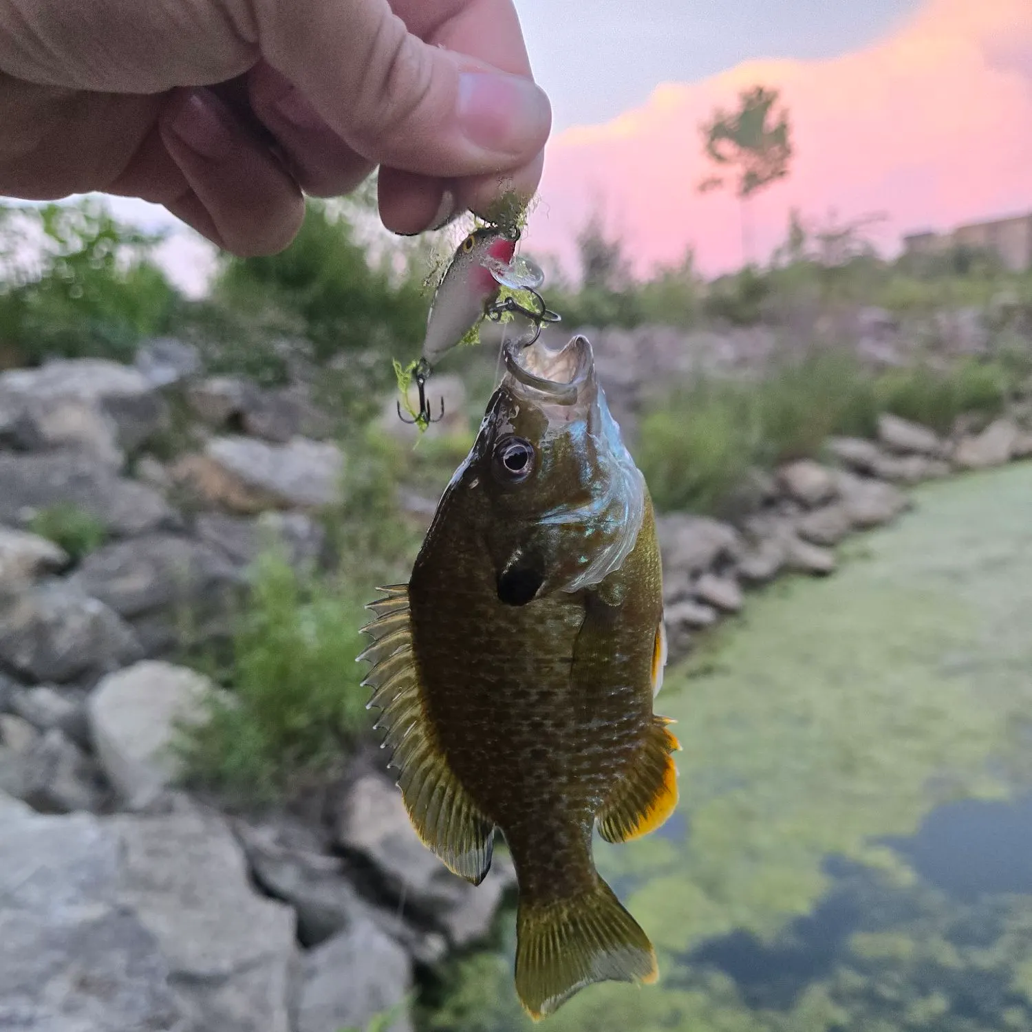 Greengill hybrid caught on Fishbrain