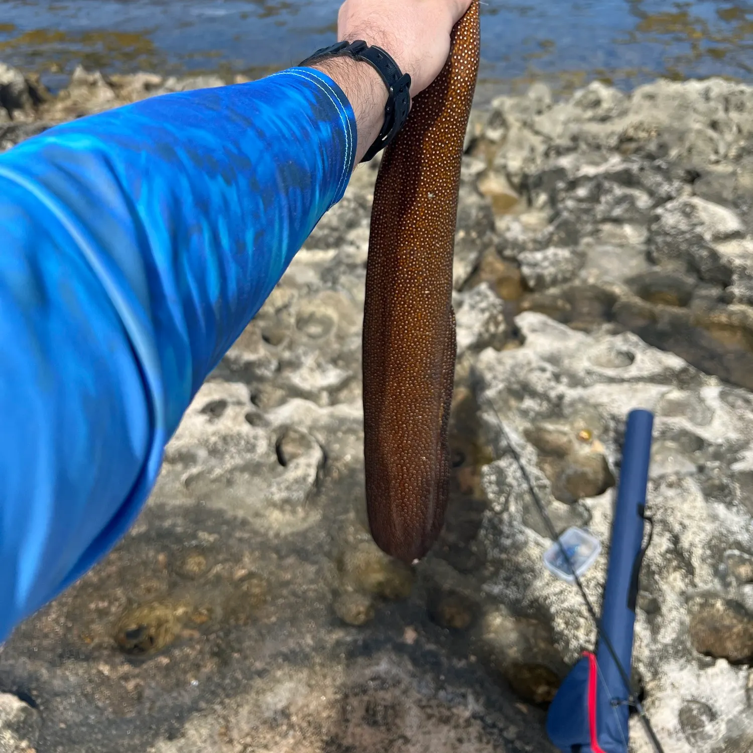 The most recent Dark moray catches on Fishbrain