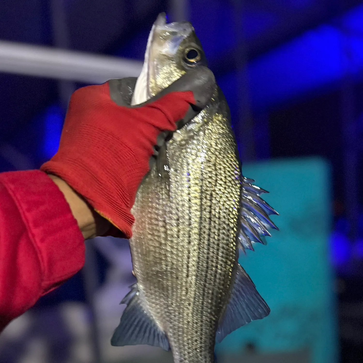The most recent White bass catches on Fishbrain