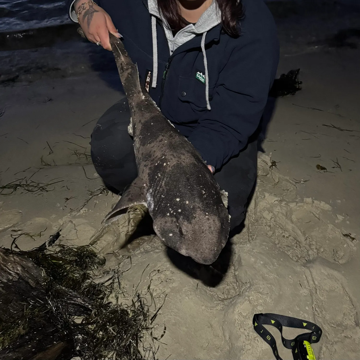 The most recent Swellshark catches on Fishbrain