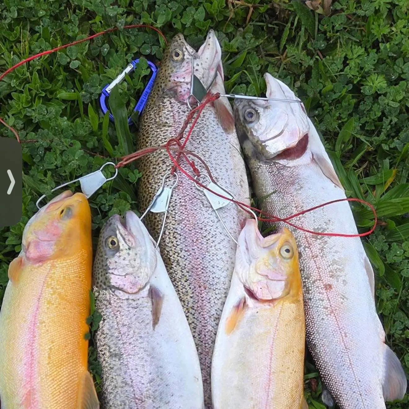 recently logged catches