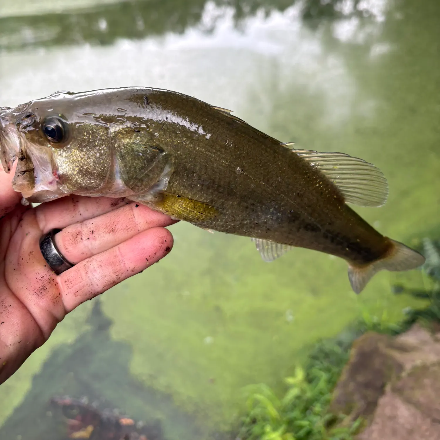 Largemouth bass caught on Fishbrain