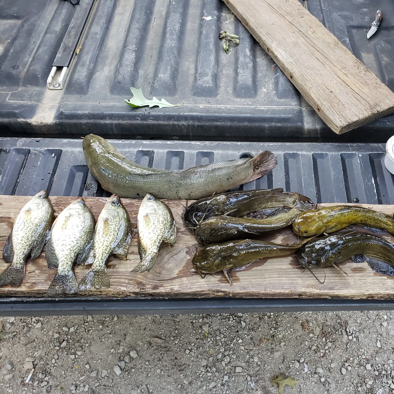 recently logged catches