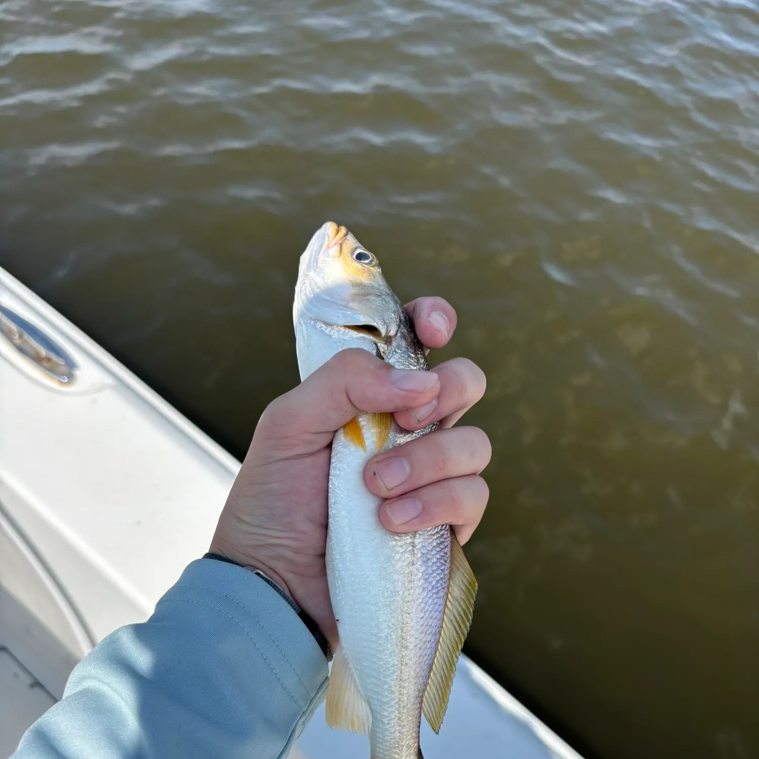 The most recent Silver seatrout catches on Fishbrain