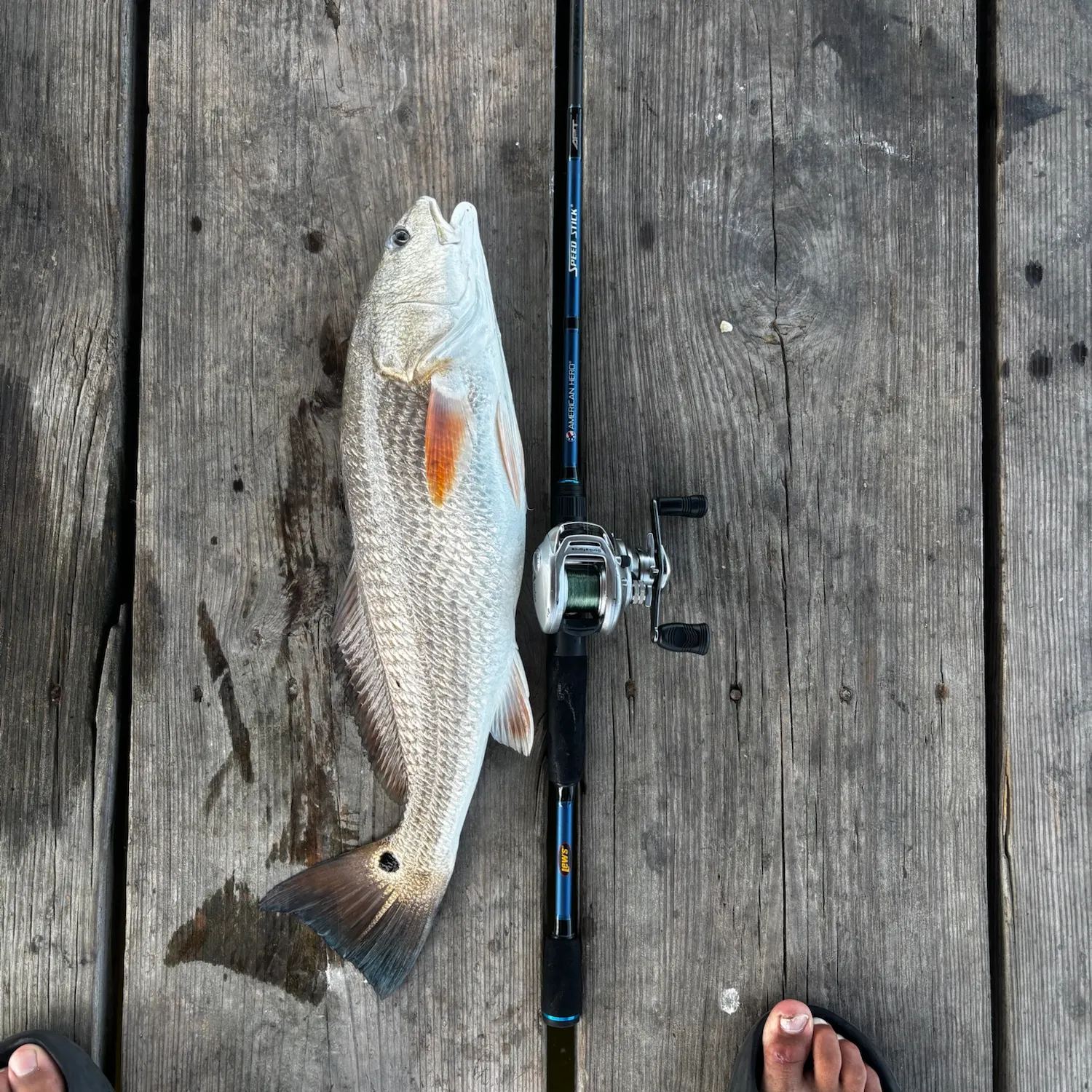 recently logged catches