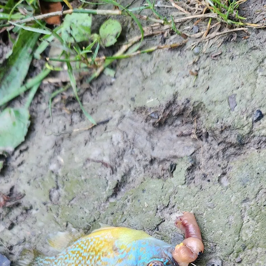Longear sunfish caught on Fishbrain