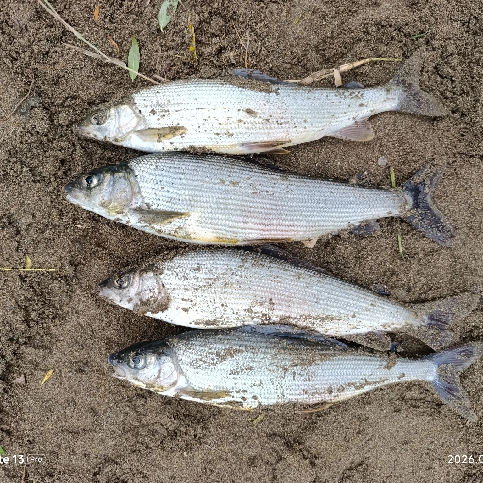 European grayling caught on Fishbrain