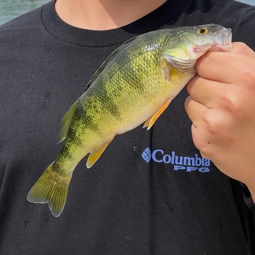 Yellow perch caught on Fishbrain