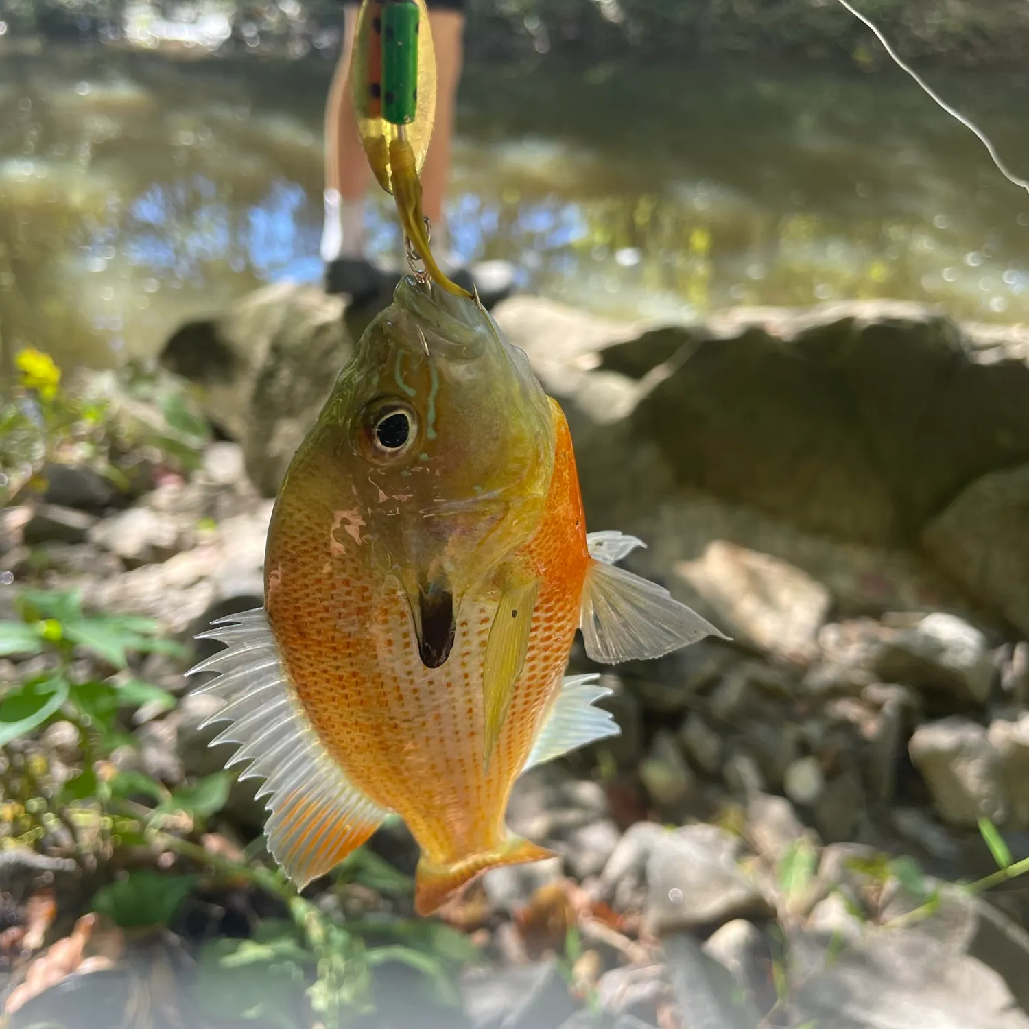 Redbreast sunfish caught on Fishbrain