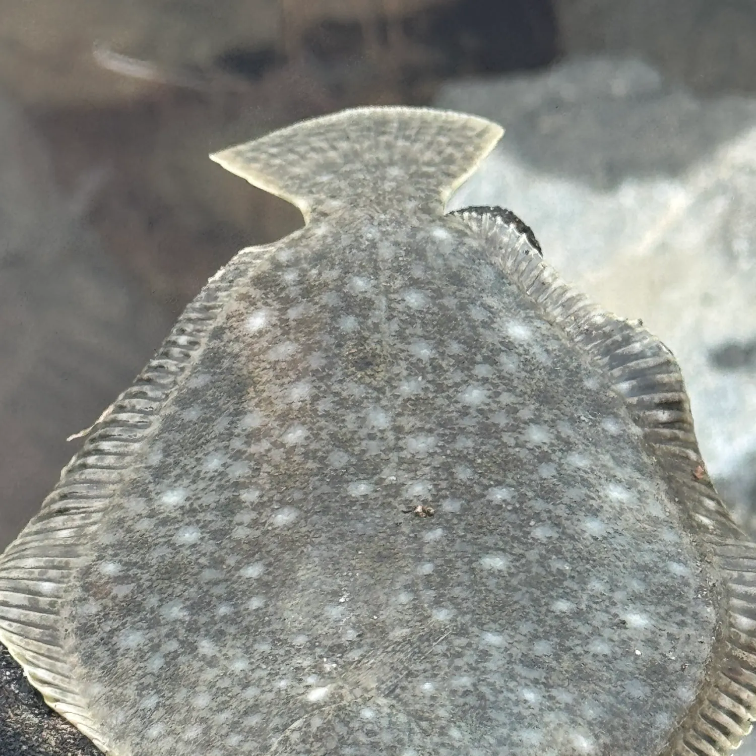 The most recent Black flounder catches on Fishbrain