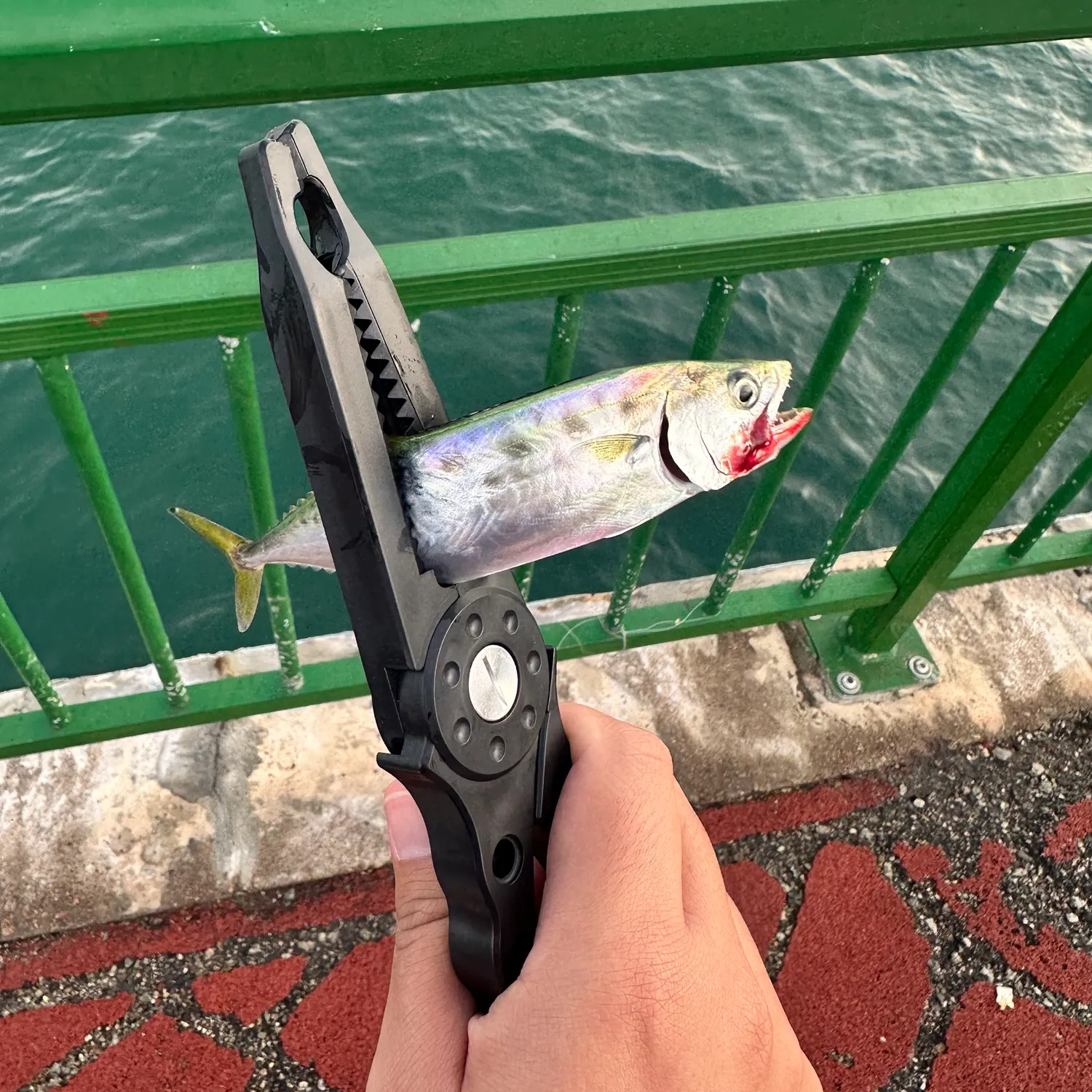 The most recent Indo-Pacific king mackerel catches on Fishbrain