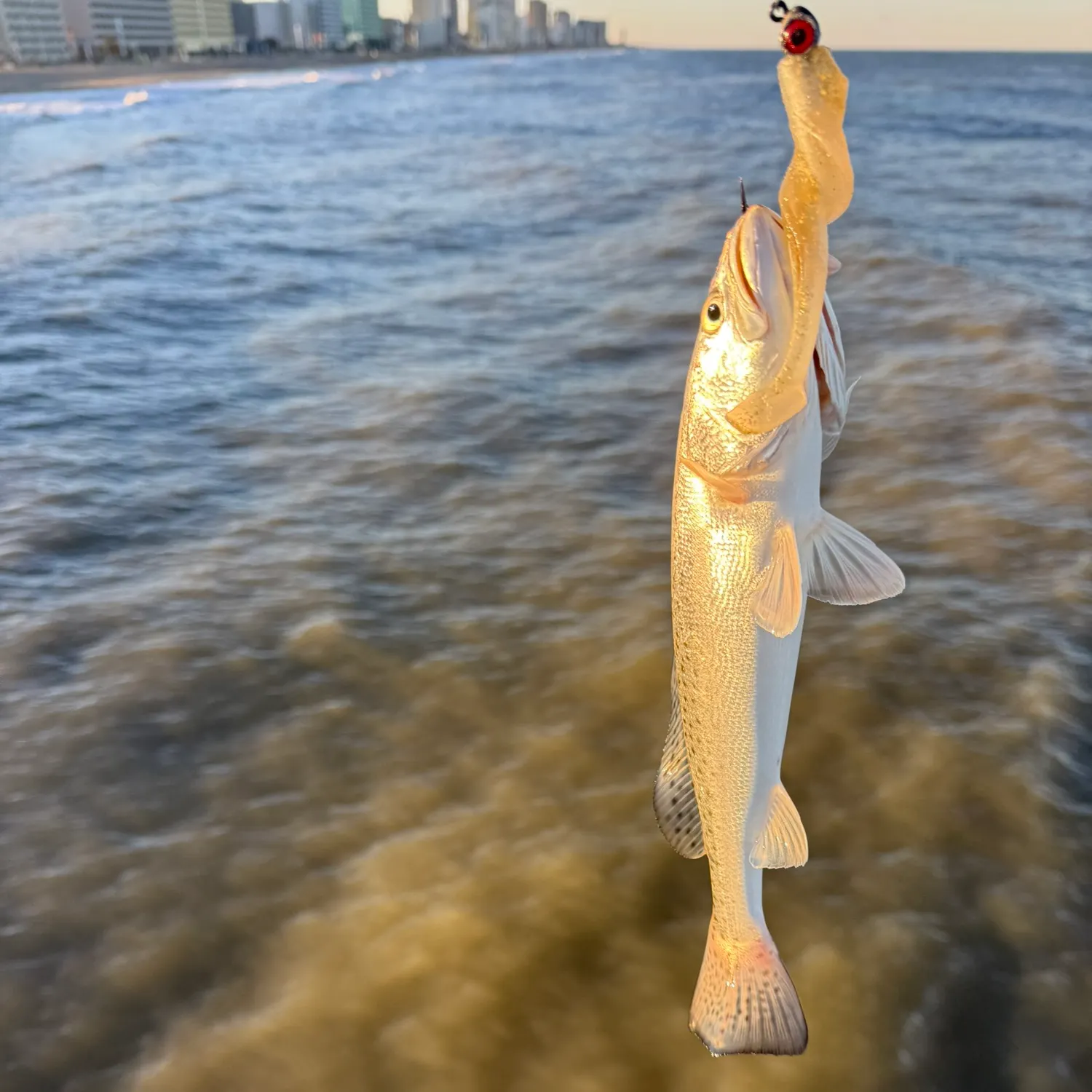 Spotted seatrout caught on Fishbrain