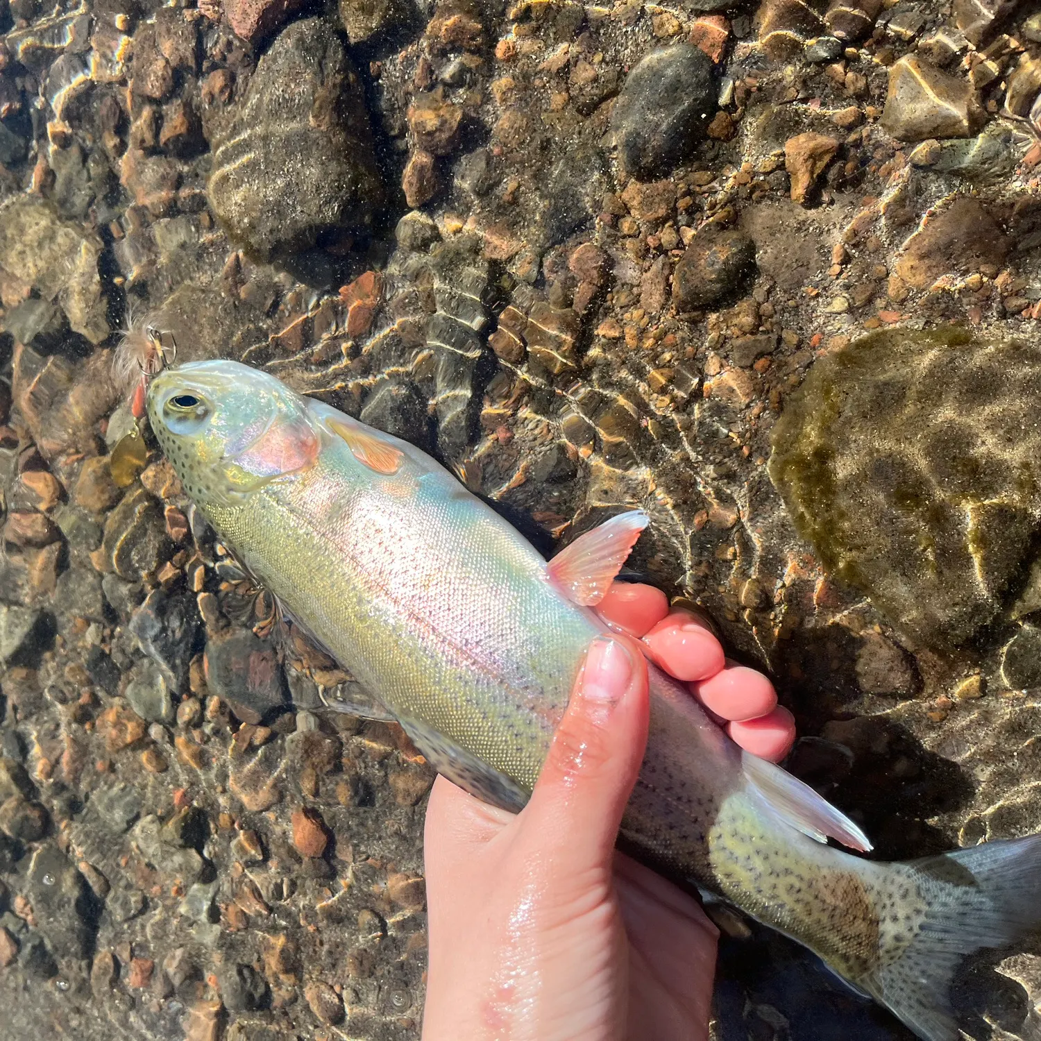 Rainbow trout caught on Fishbrain