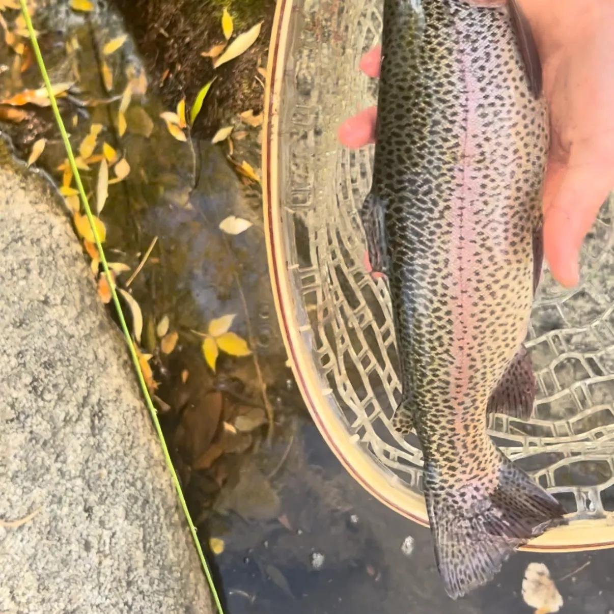 Cutbow caught on Fishbrain