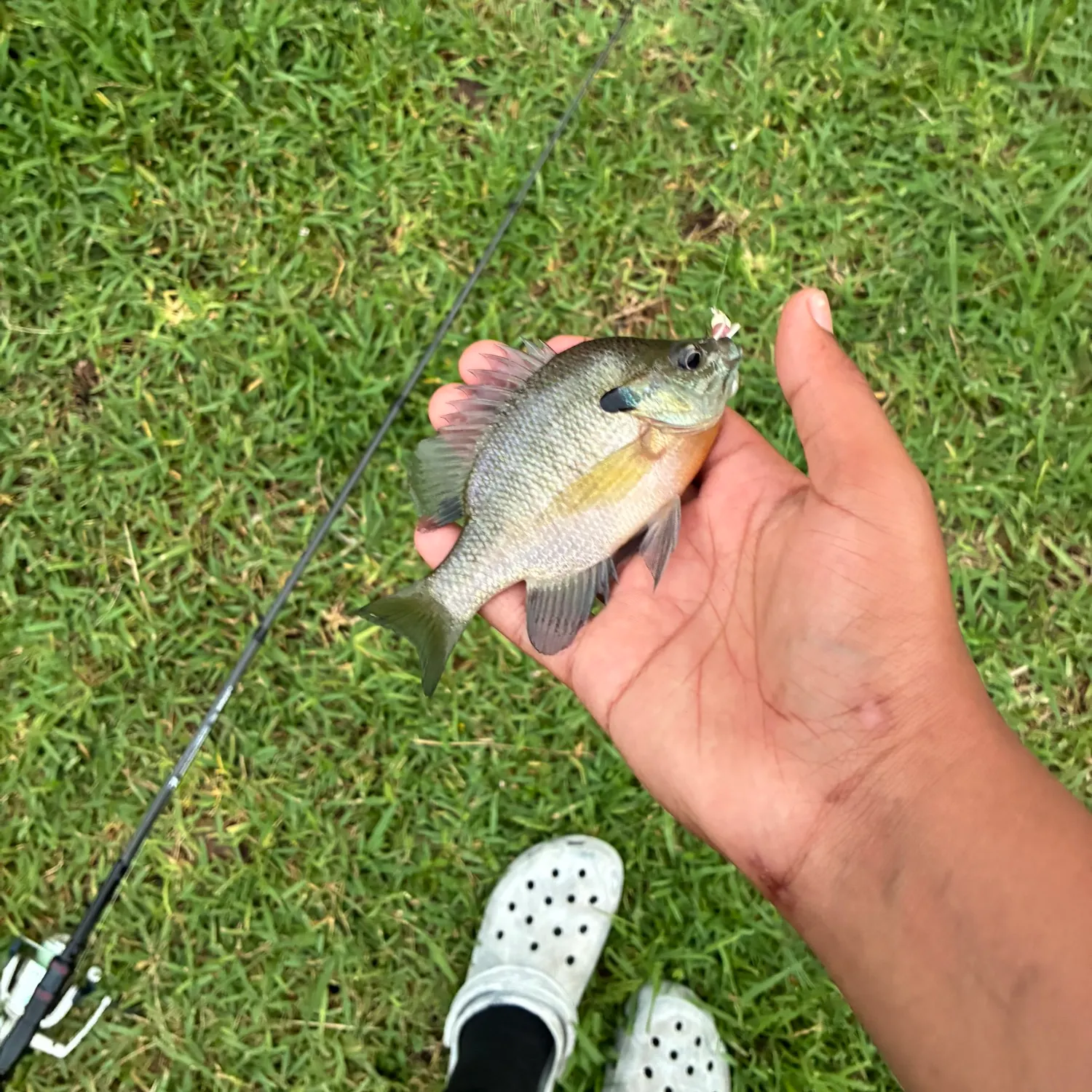 Bluegill caught on Fishbrain