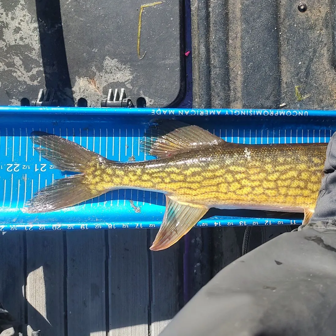Chain pickerel caught on Fishbrain