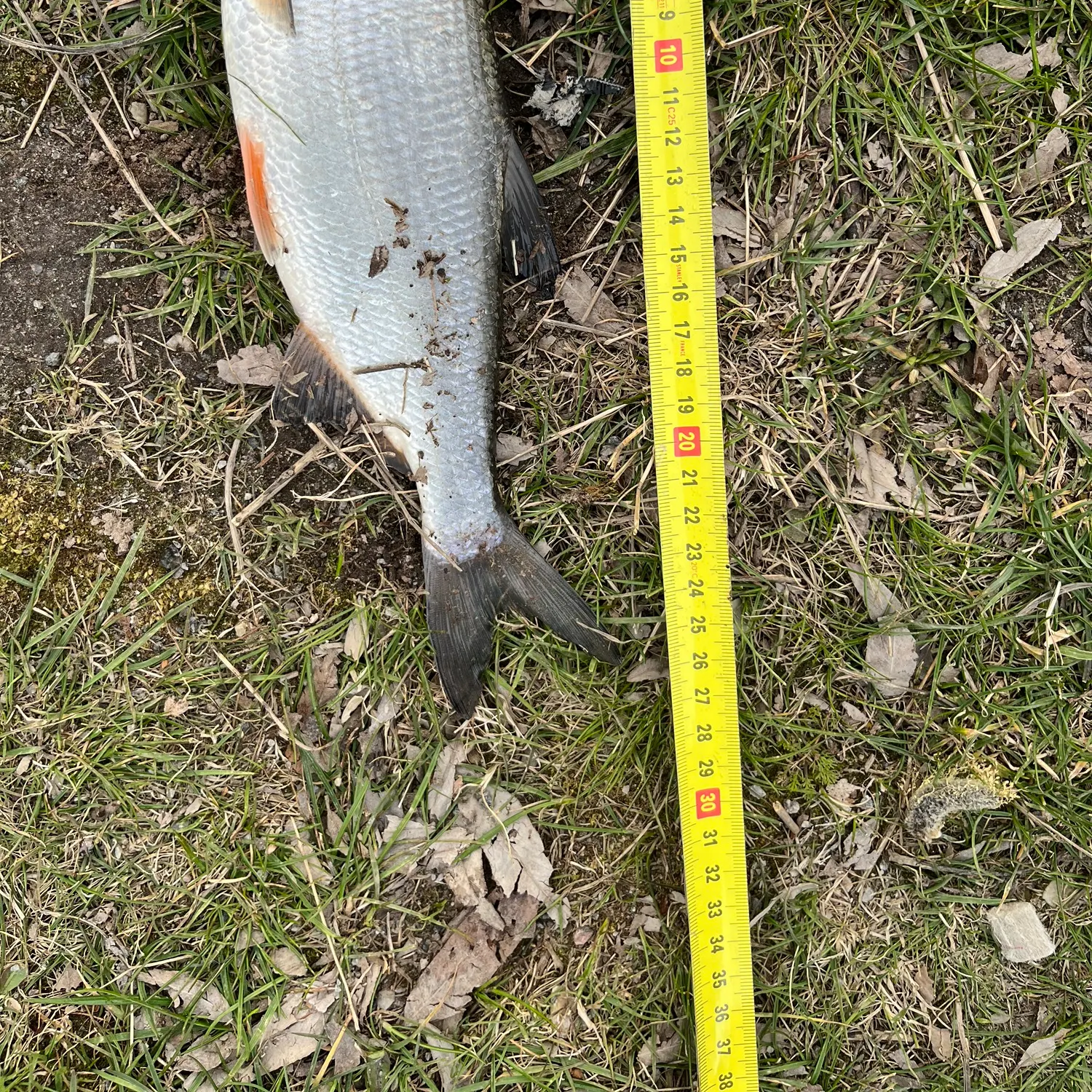 The most recent Vimba bream catches on Fishbrain