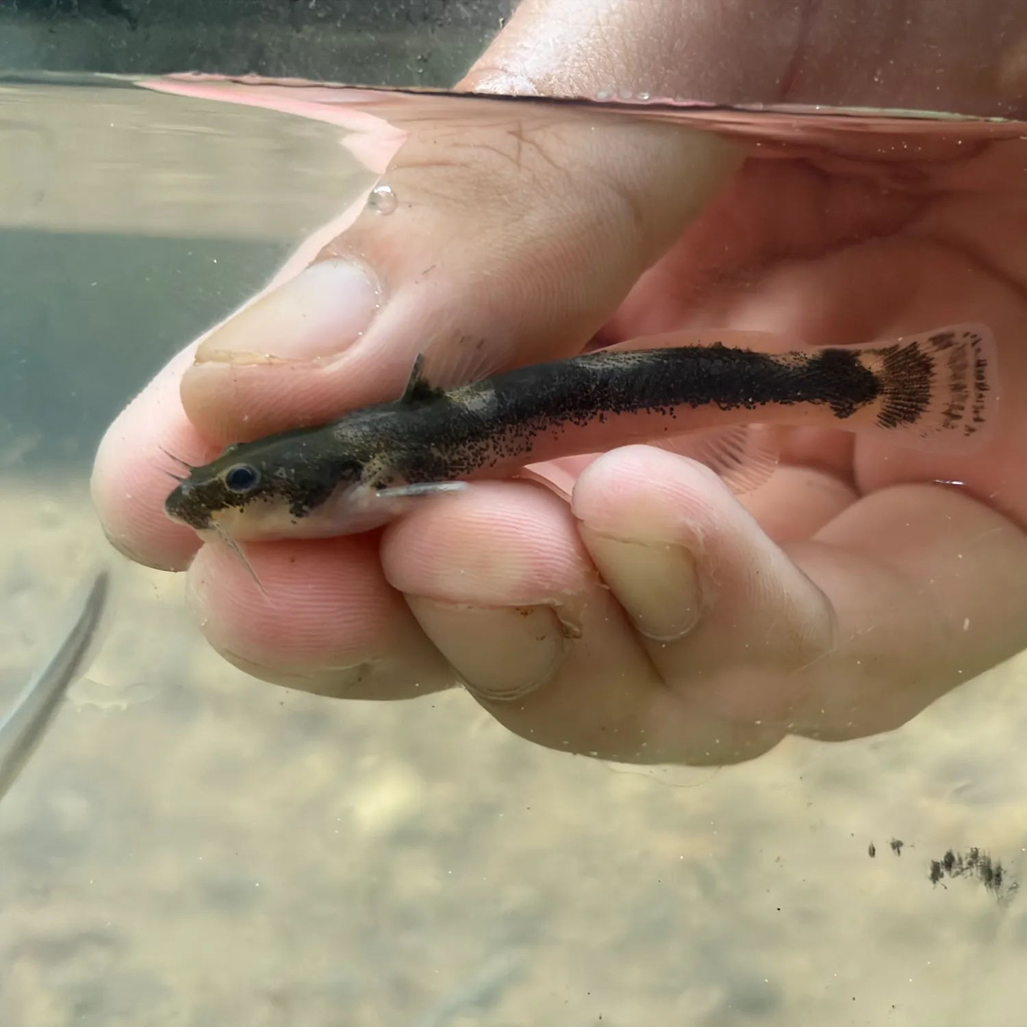 The most recent Least madtom catches on Fishbrain