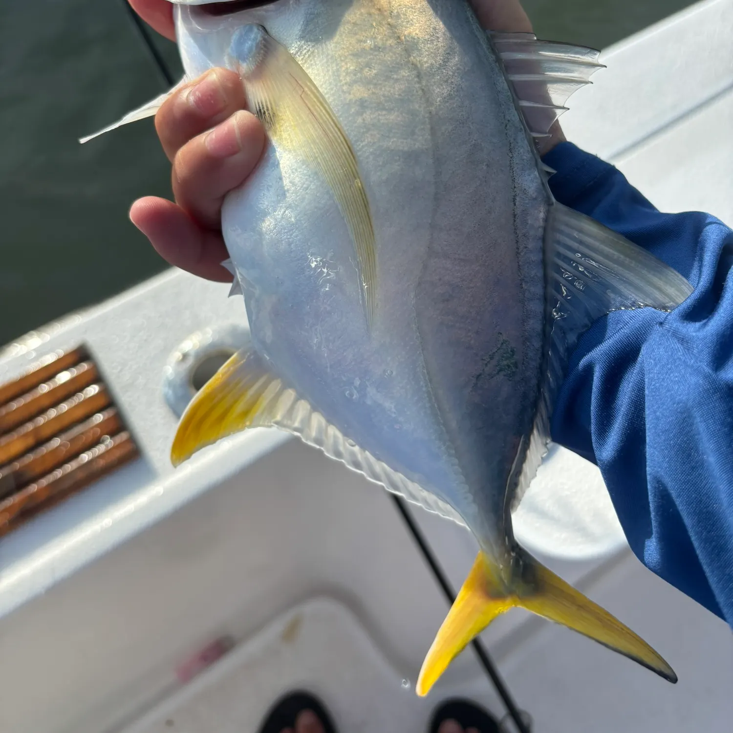 The most recent Pacific crevalle jack catches on Fishbrain