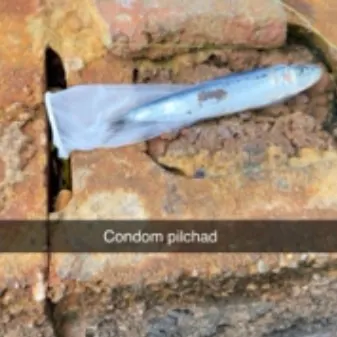 The most recent Common dolphinfish catches on Fishbrain