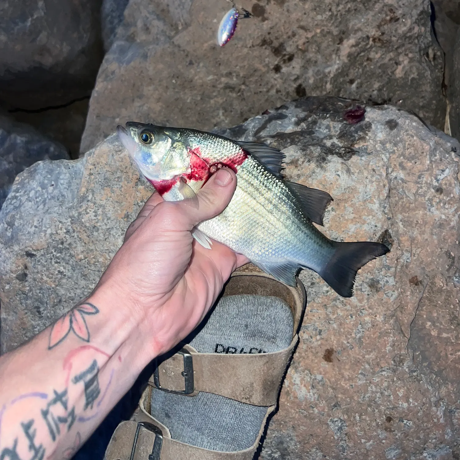 recently logged catches