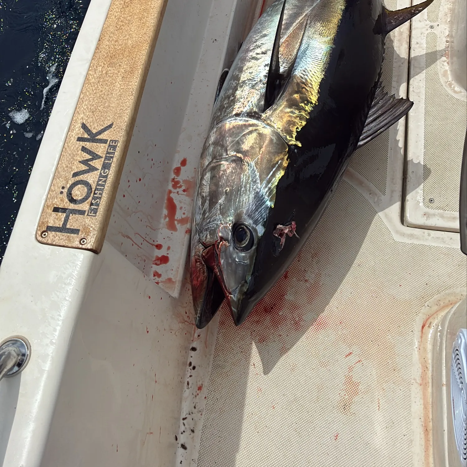 Atlantic bluefin tuna caught on Fishbrain